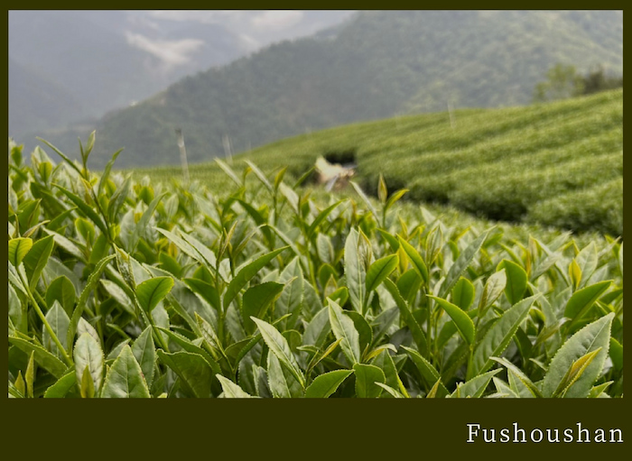 Tr&agrave;-Olong-Phuc-Tho-Le-Sơn 11.jpg