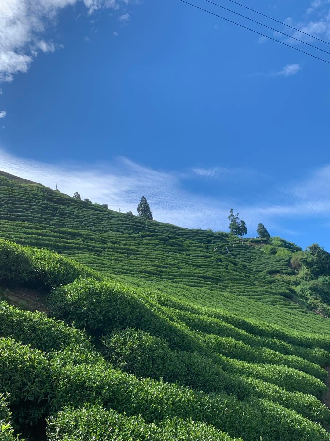 tra olong le son 01.JPG