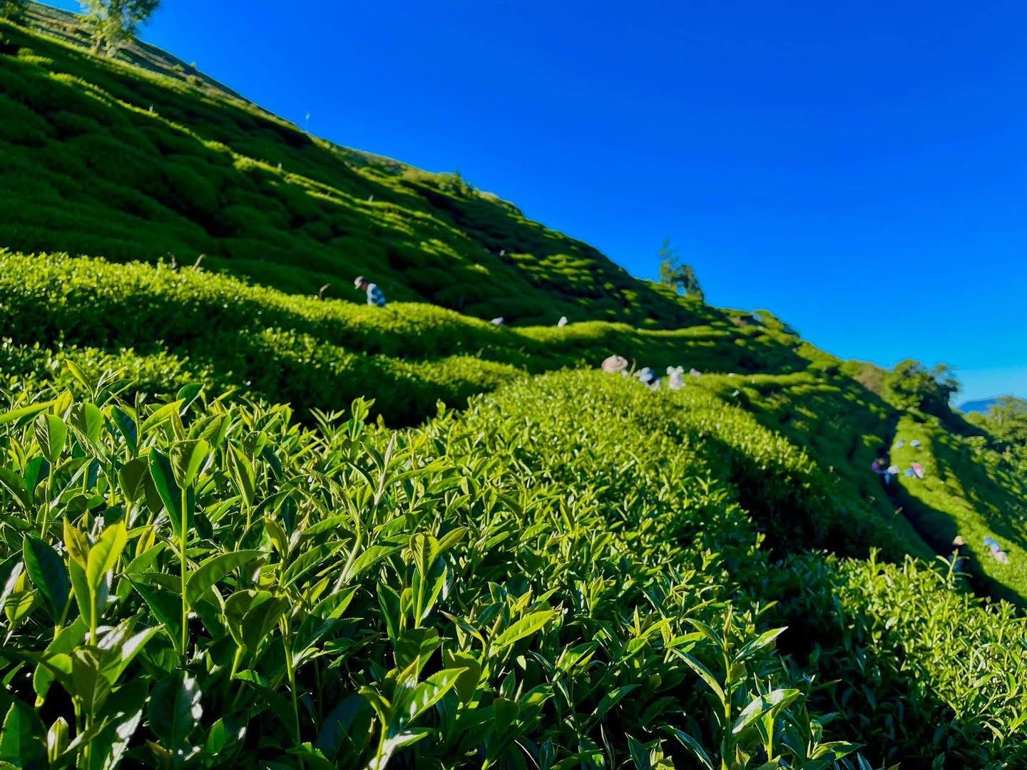 tra olong le son 02.JPG