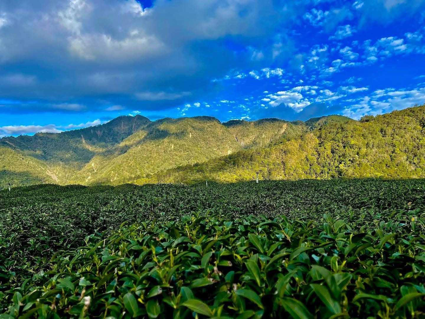 tra olong le son.JPG