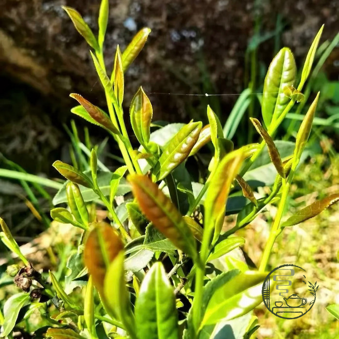 tusavothanh-thiết quan âm 05-2.jpg